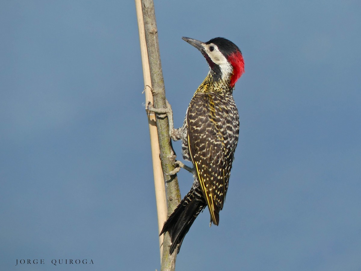 Green-barred Woodpecker - Jorge  Quiroga