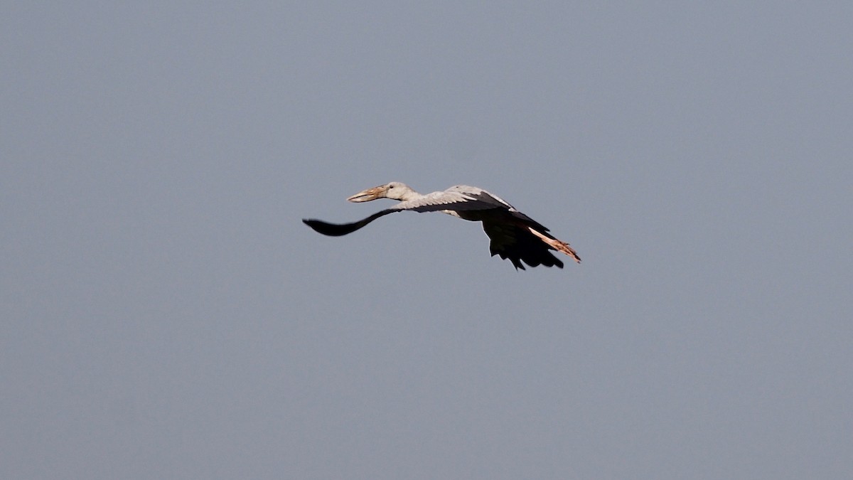 Asian Openbill - ML102357021