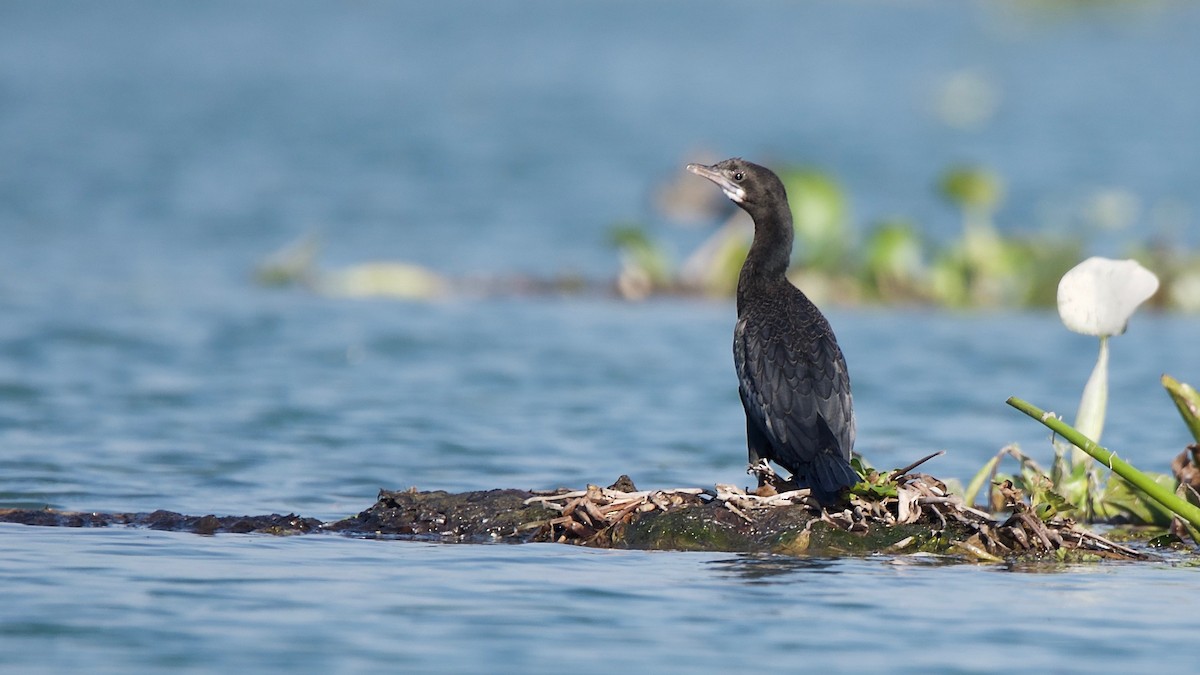 Little Cormorant - ML102357091