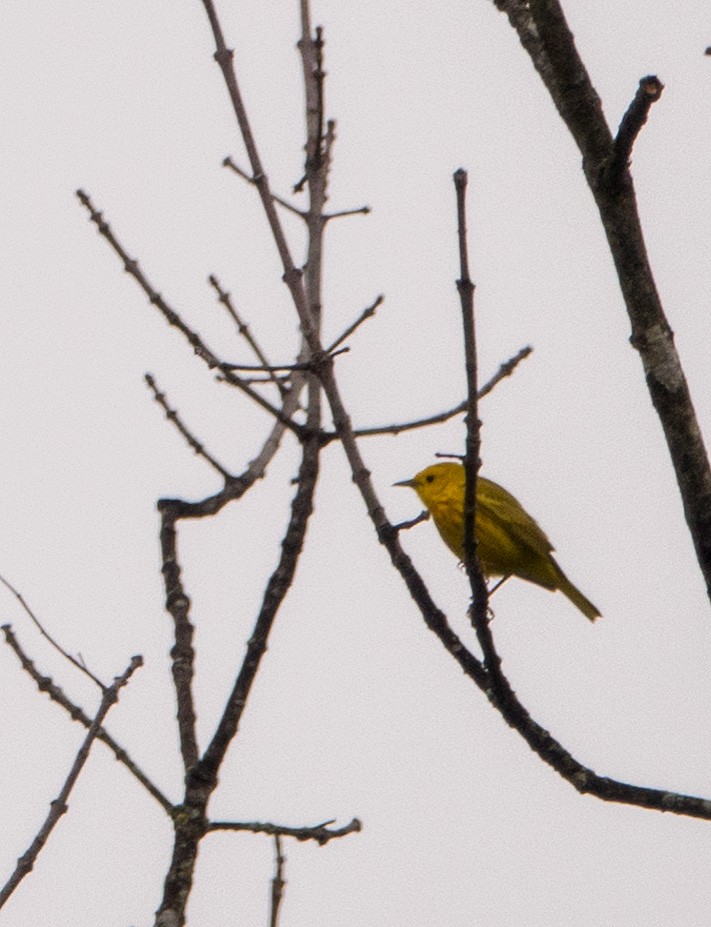 Yellow Warbler - Kim Tomko