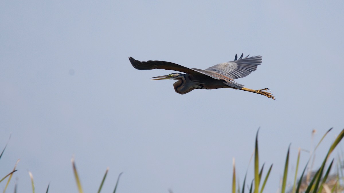 Purple Heron - ML102357171