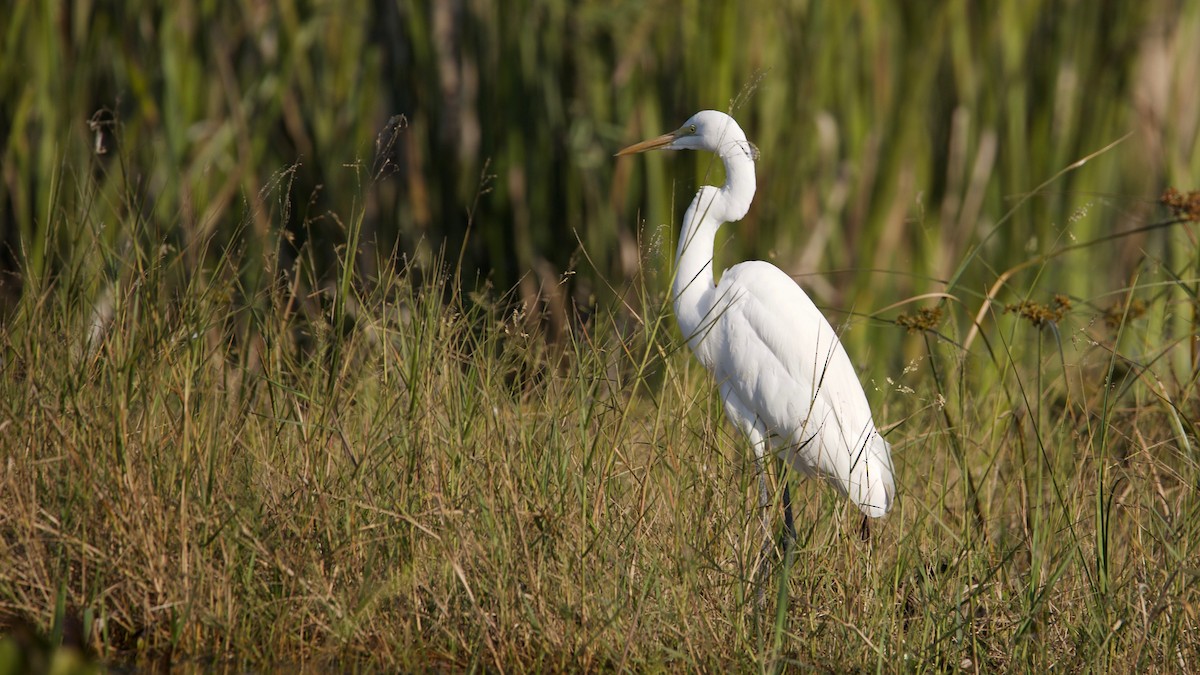 Great Egret - ML102357241