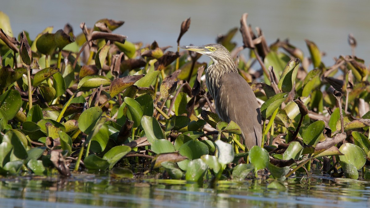 Indian Pond-Heron - ML102357401