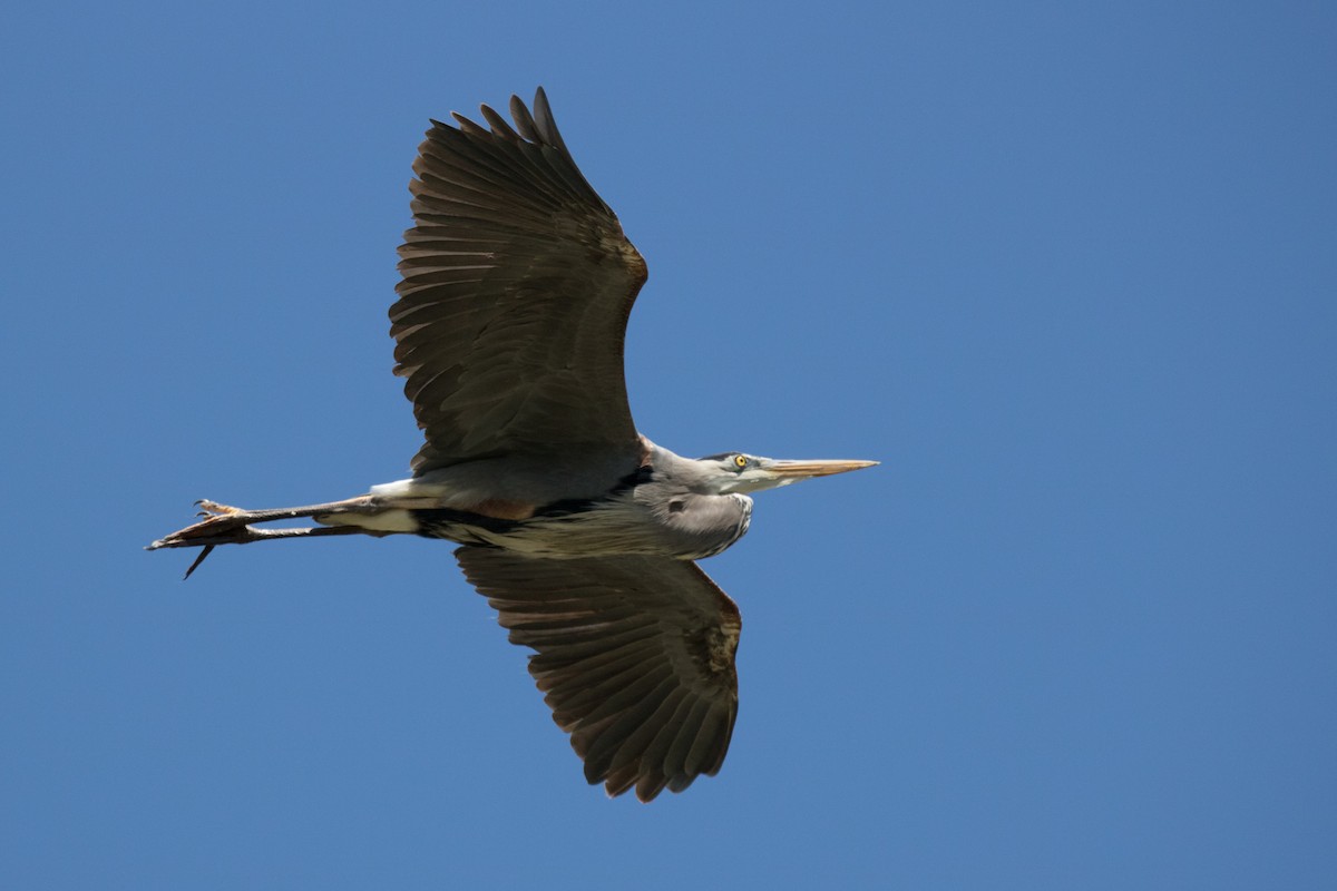 Great Blue Heron - ML102360231