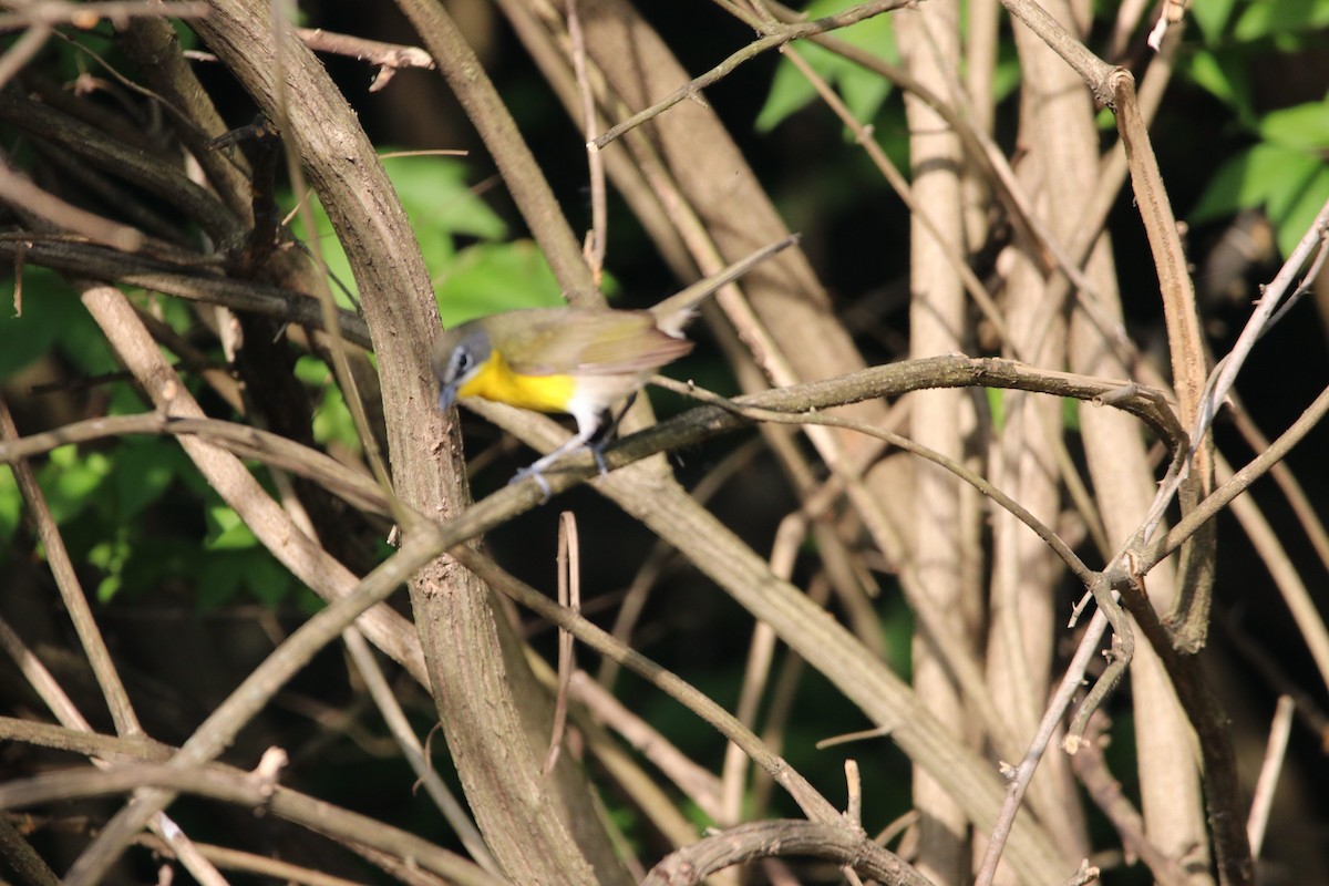 Yellow-breasted Chat - ML102360471