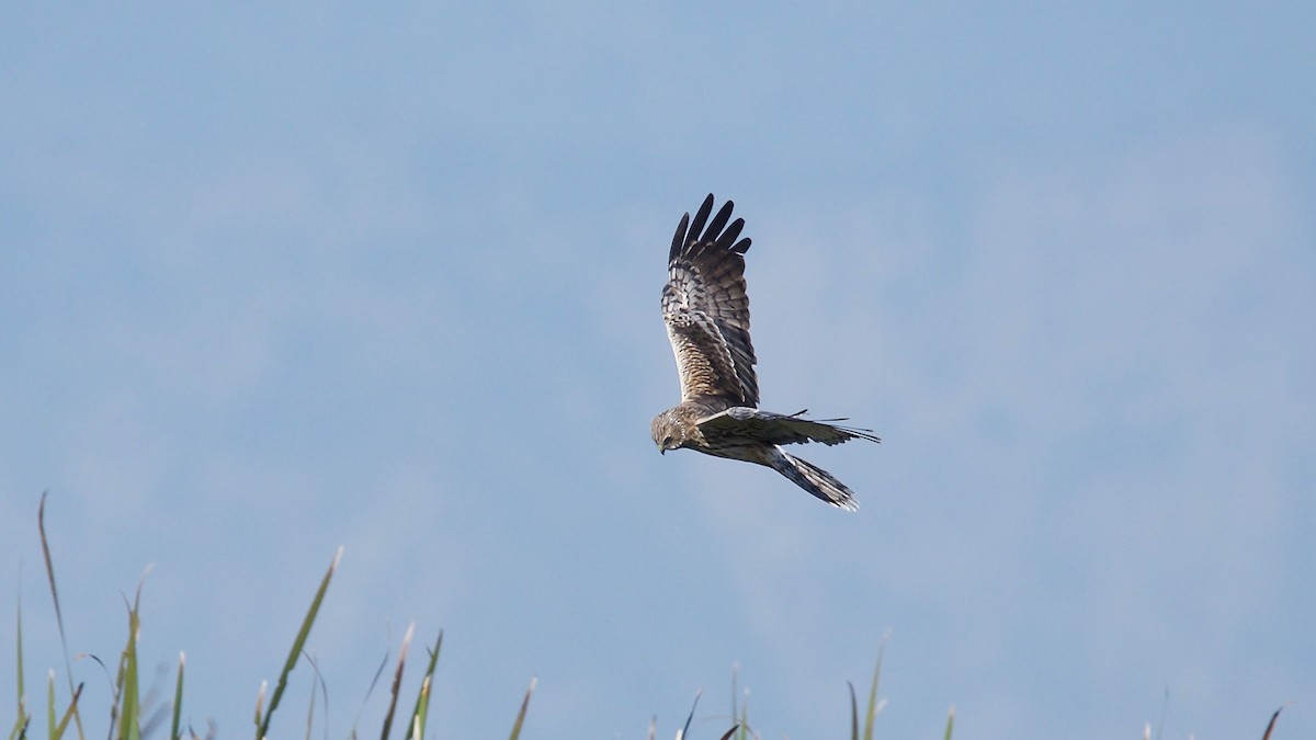 Hen Harrier - ML102360611