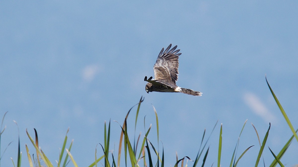 Hen Harrier - ML102360621