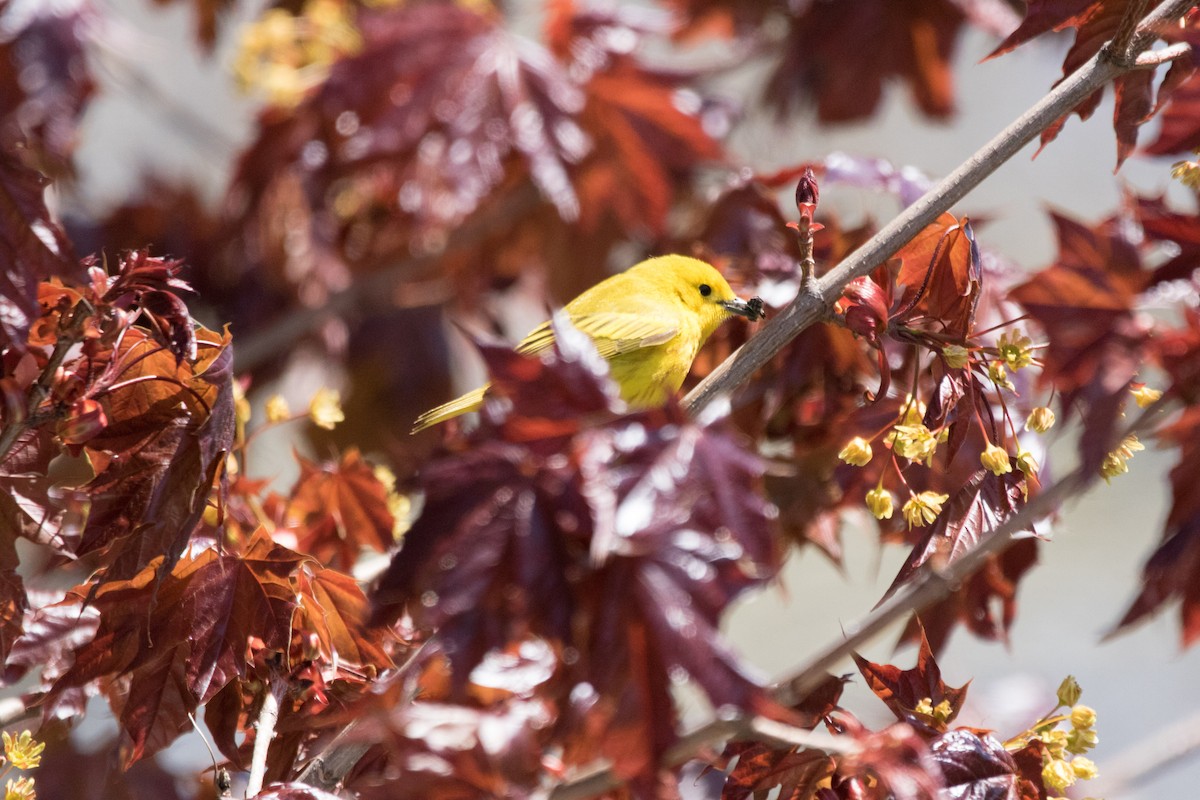 Yellow Warbler - ML102360881