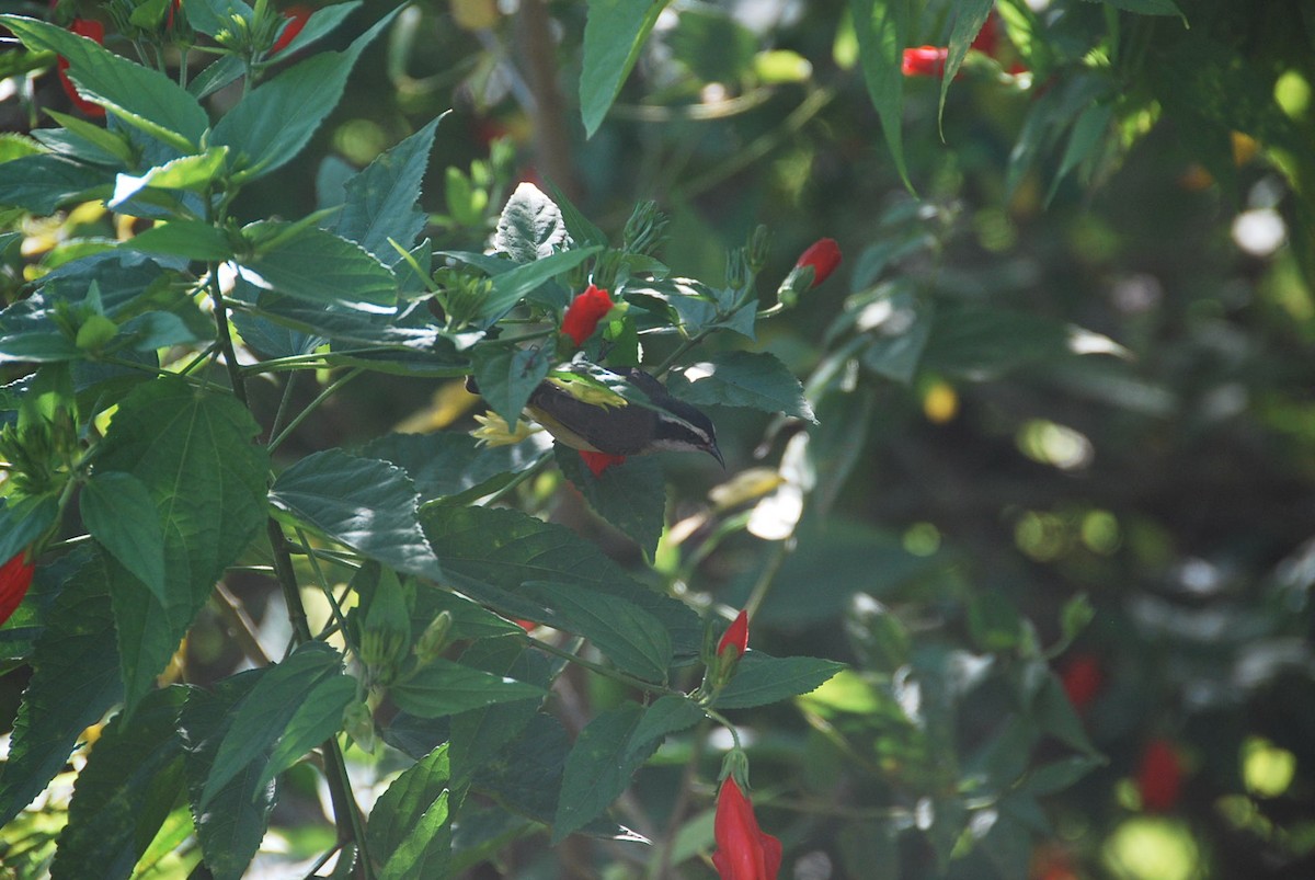 Bananaquit - ML102361221