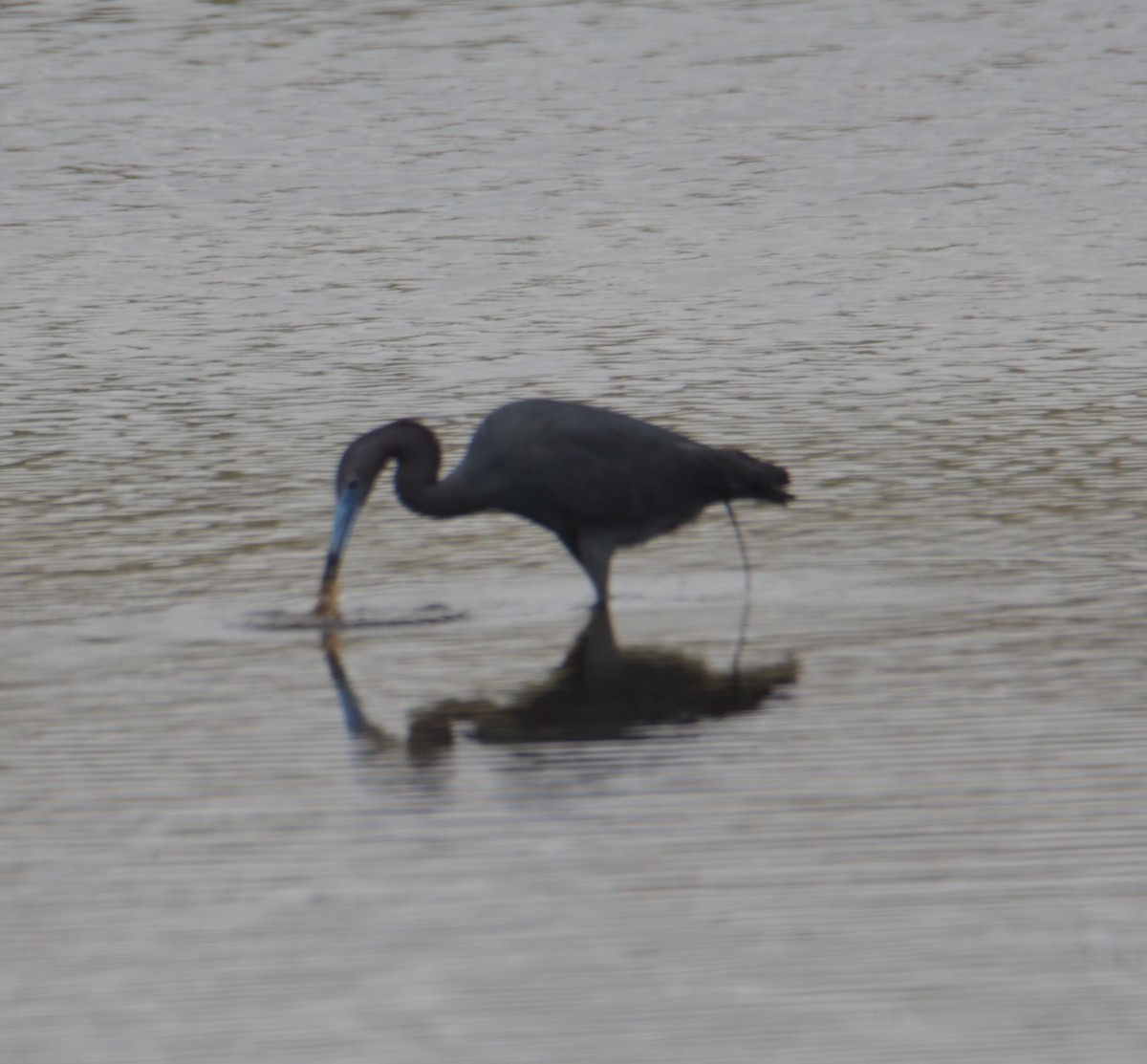 Little Blue Heron - ML102361821