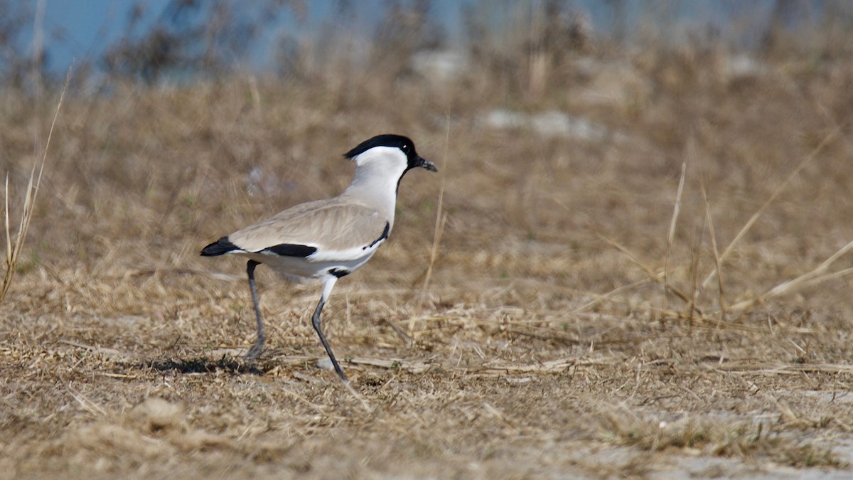 River Lapwing - ML102362521