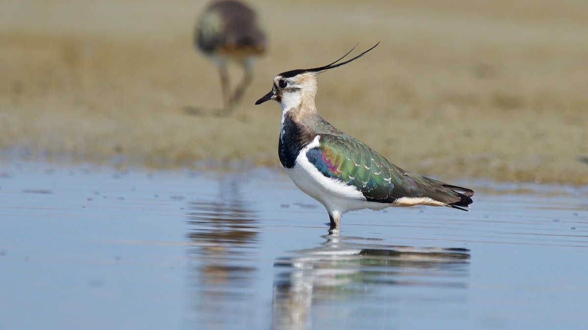 Northern Lapwing - ML102362601