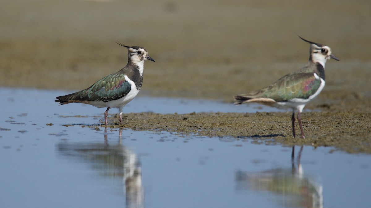 Northern Lapwing - ML102362621