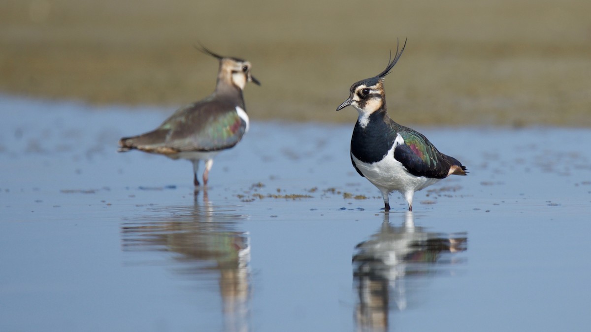 Northern Lapwing - ML102362641