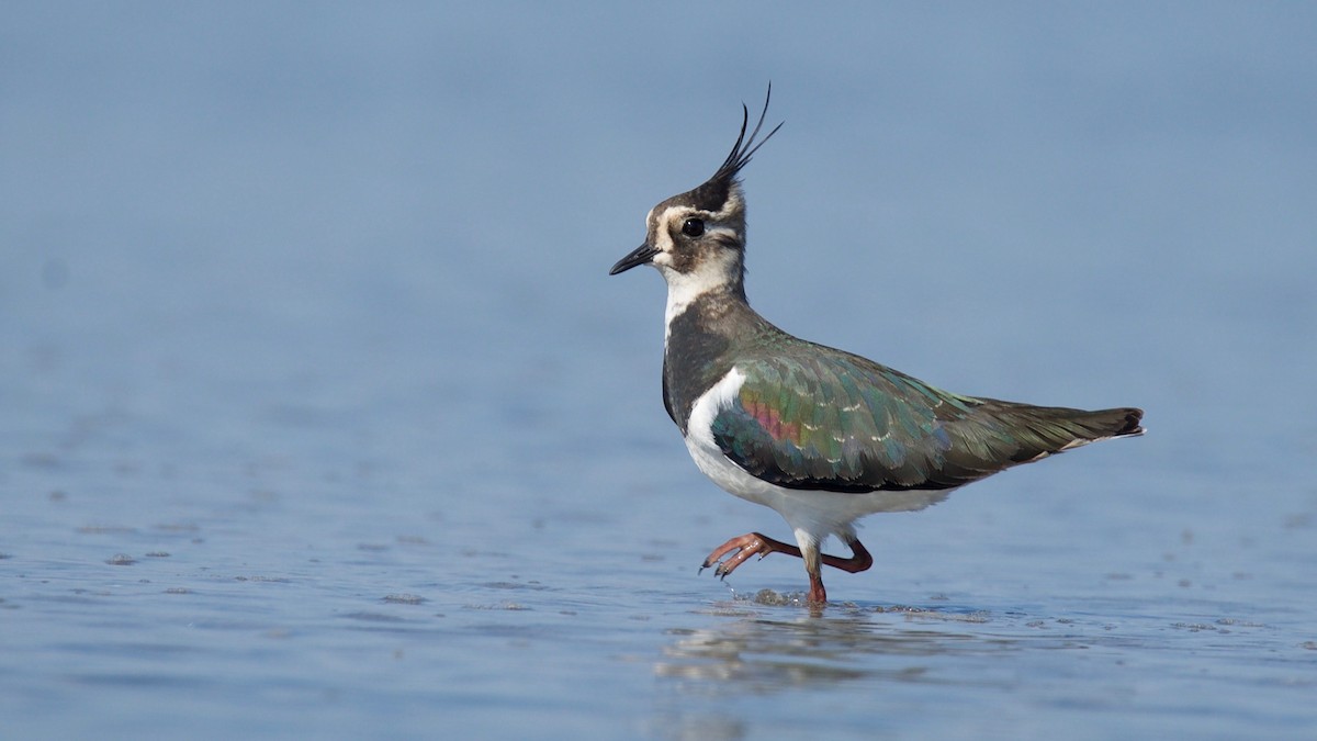 Northern Lapwing - ML102362741