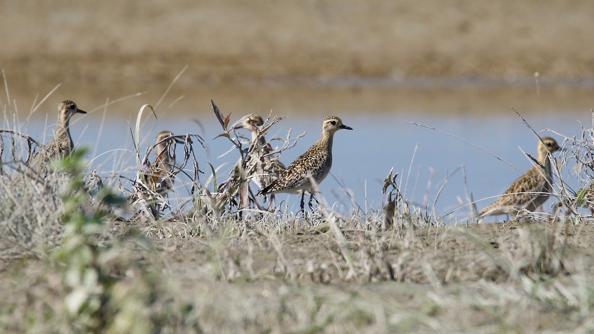 Pacific Golden-Plover - ML102362831