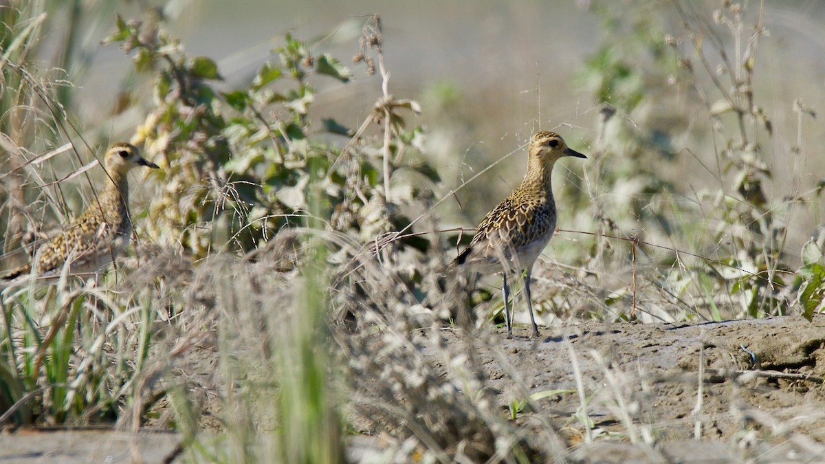 Pacific Golden-Plover - ML102362871