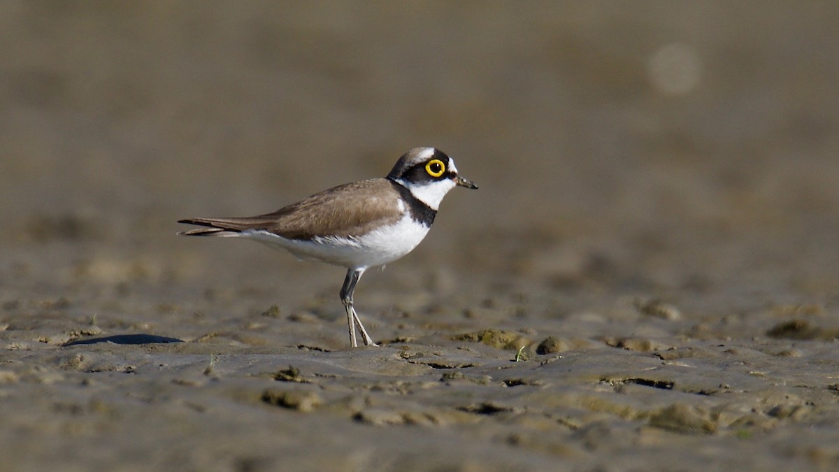 Little Ringed Plover - Snehasis Sinha