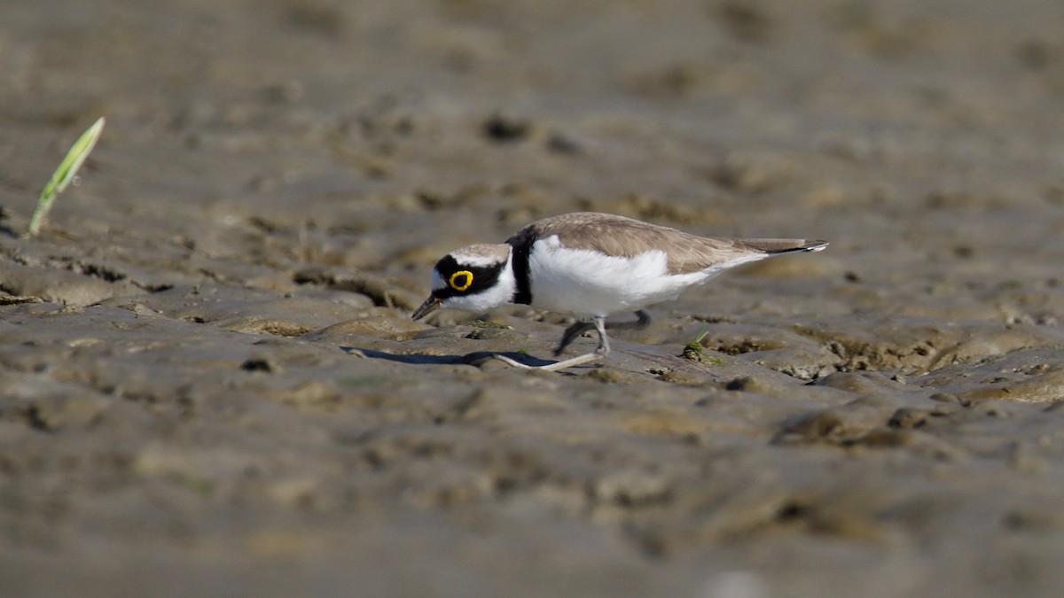 Little Ringed Plover - ML102363081