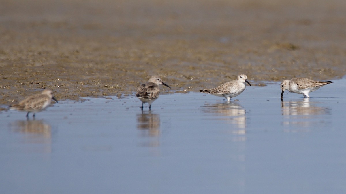 Dunlin - ML102363221