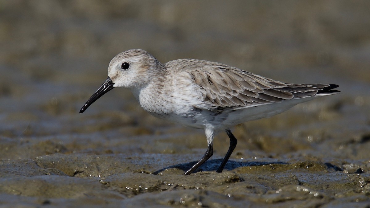 Dunlin - Snehasis Sinha