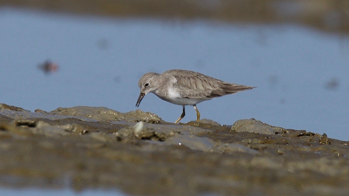 Temminck's Stint - ML102364221