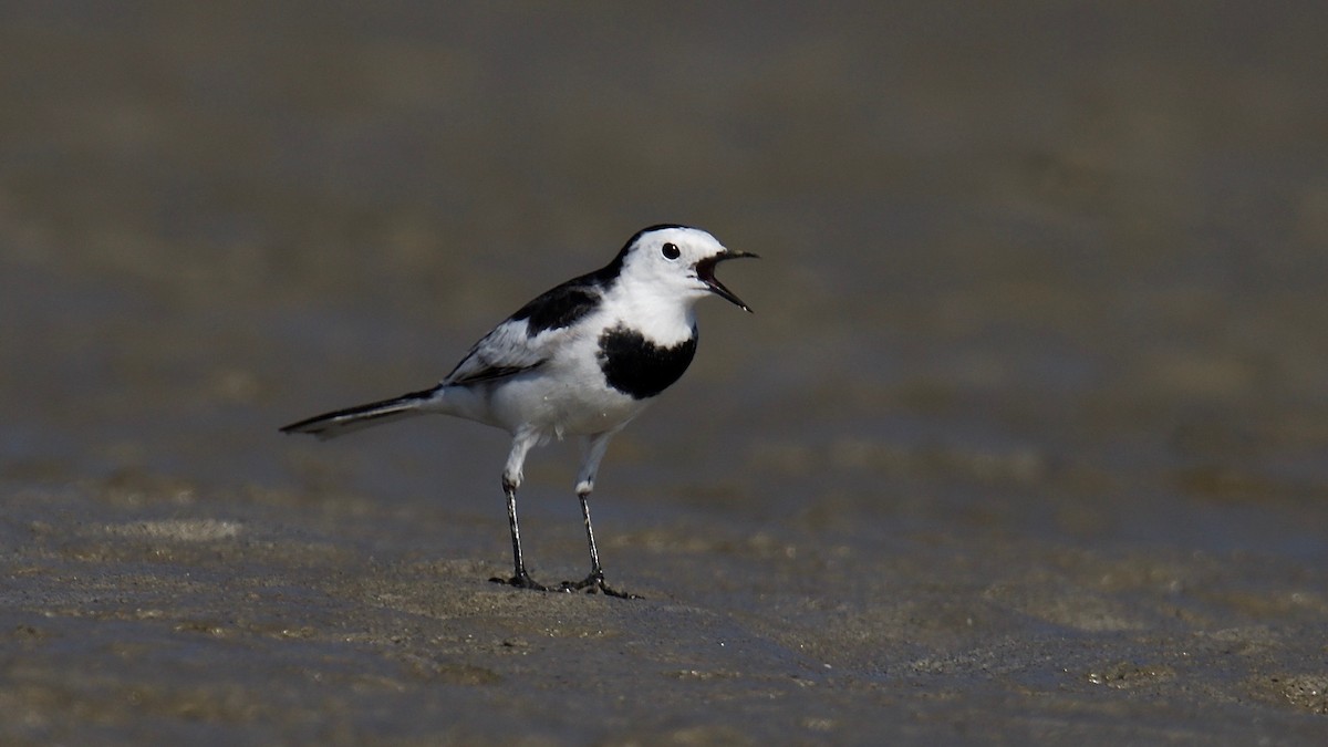 White Wagtail - ML102364771