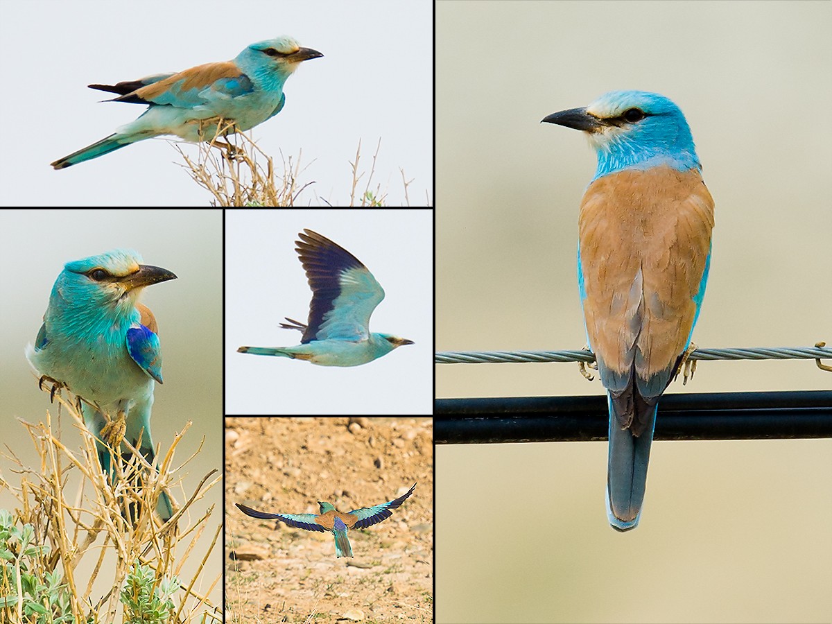 European Roller - ML102364851