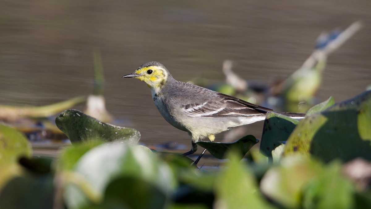 Citrine Wagtail - ML102364921