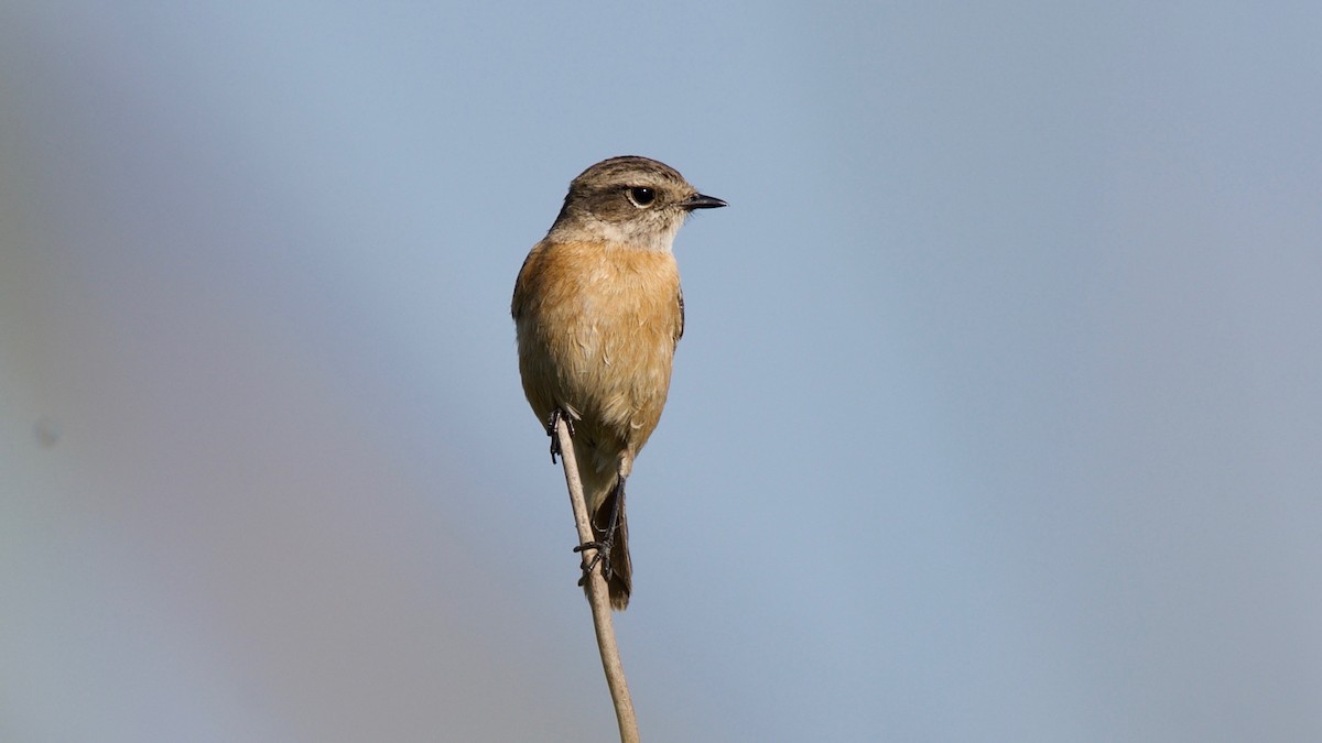 Siberian Stonechat - ML102365051