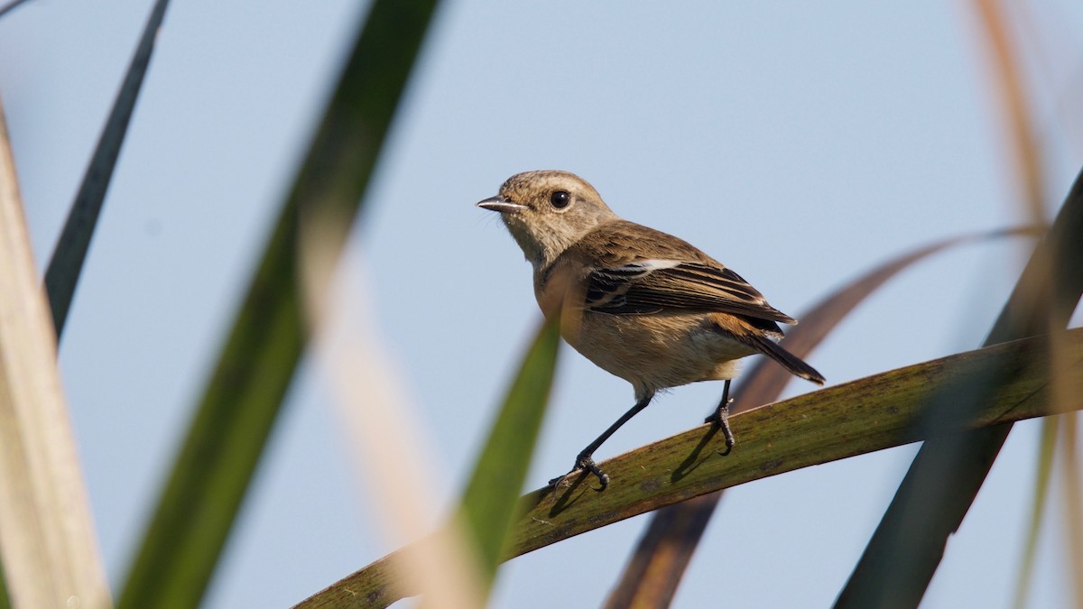 Siberian Stonechat - ML102365061