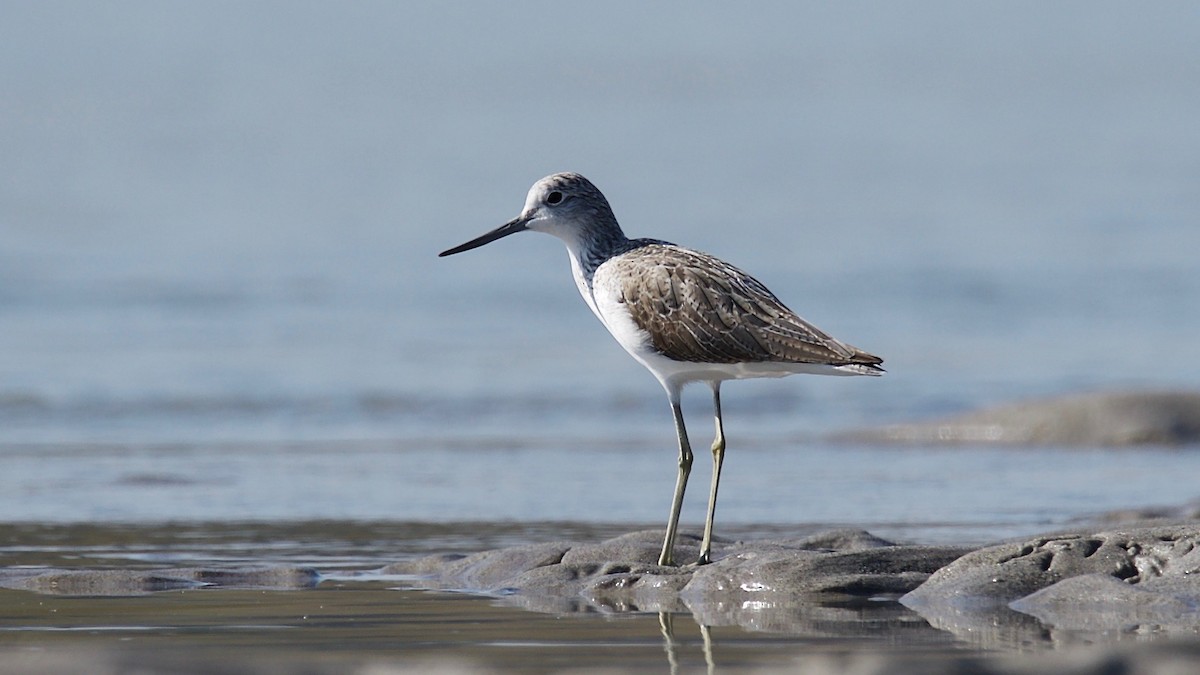 Common Greenshank - ML102365221