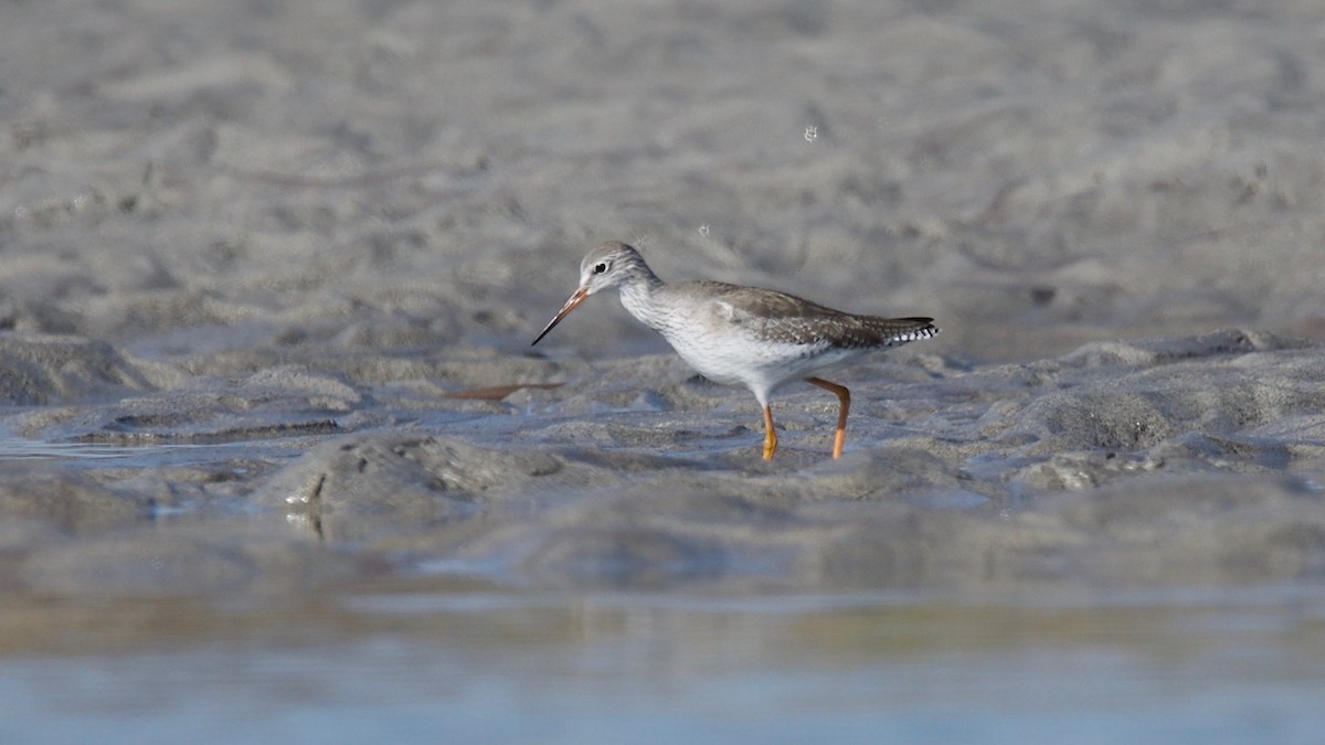 Common Redshank - ML102365331