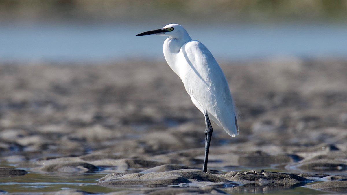 Medium Egret - ML102365761