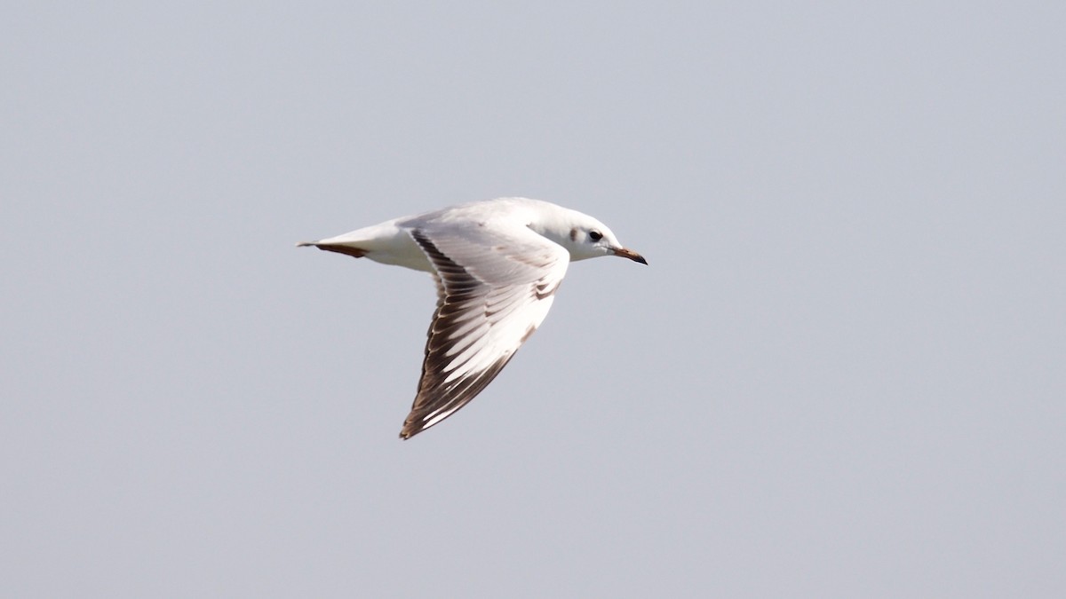 Black-headed Gull - ML102365901