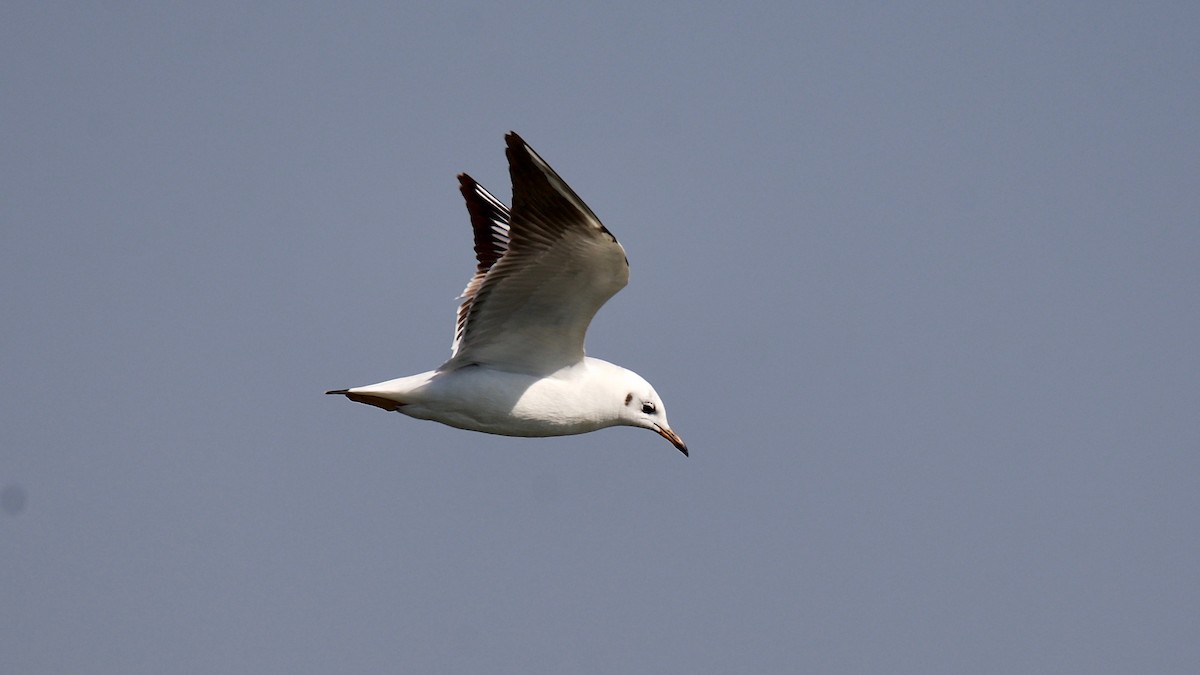 Black-headed Gull - ML102365971