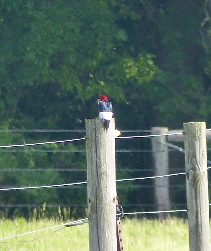 Red-headed Woodpecker - ML102366681
