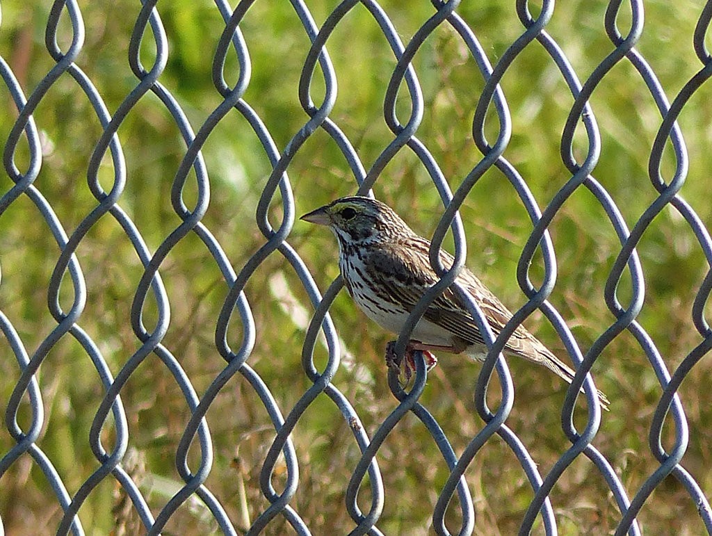 Savannah Sparrow - ML102367021