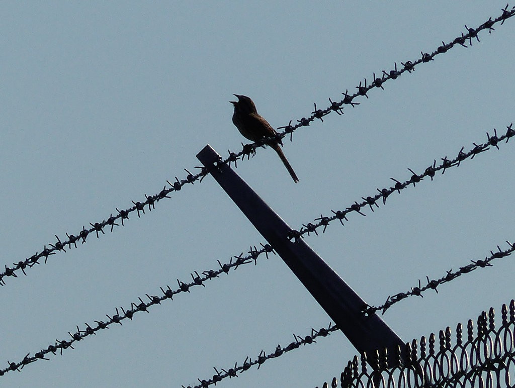 Song Sparrow - Angelika Nelson