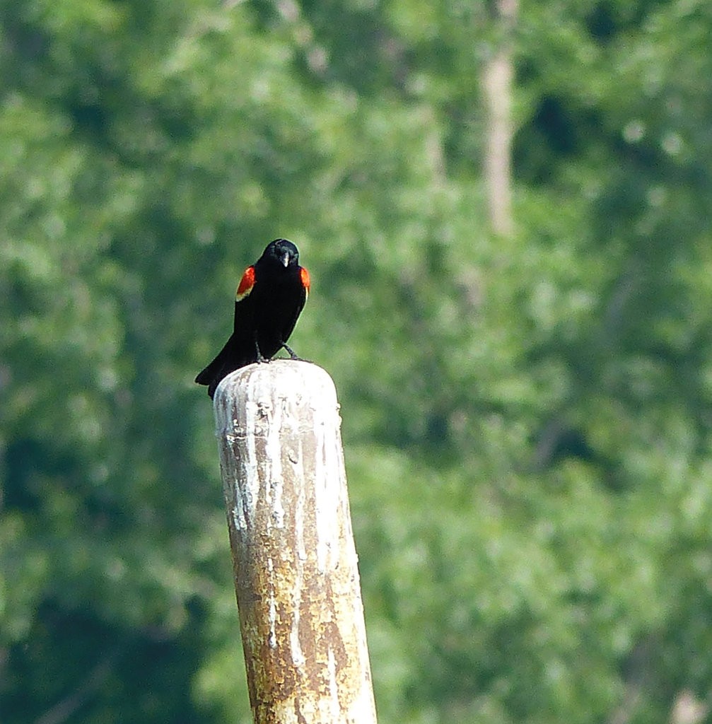 Red-winged Blackbird - ML102367481
