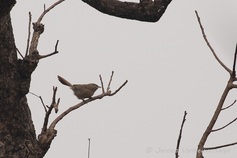 Jungle Babbler - ML102367581