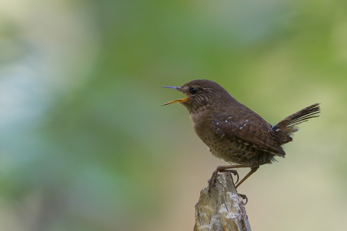 Pacific Wren - ML102367721