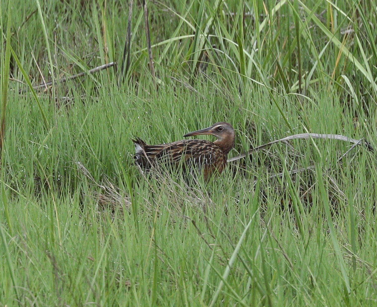 King Rail - Henry Zimberlin