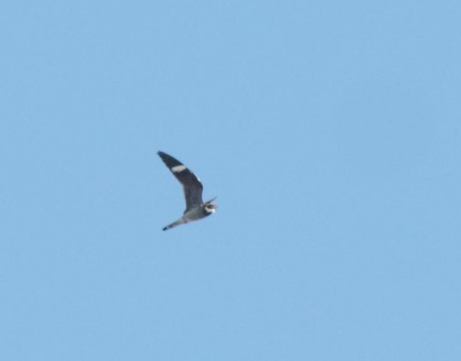 Common Nighthawk - ML102370861