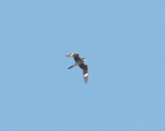 Common Nighthawk - Mark Nenadov