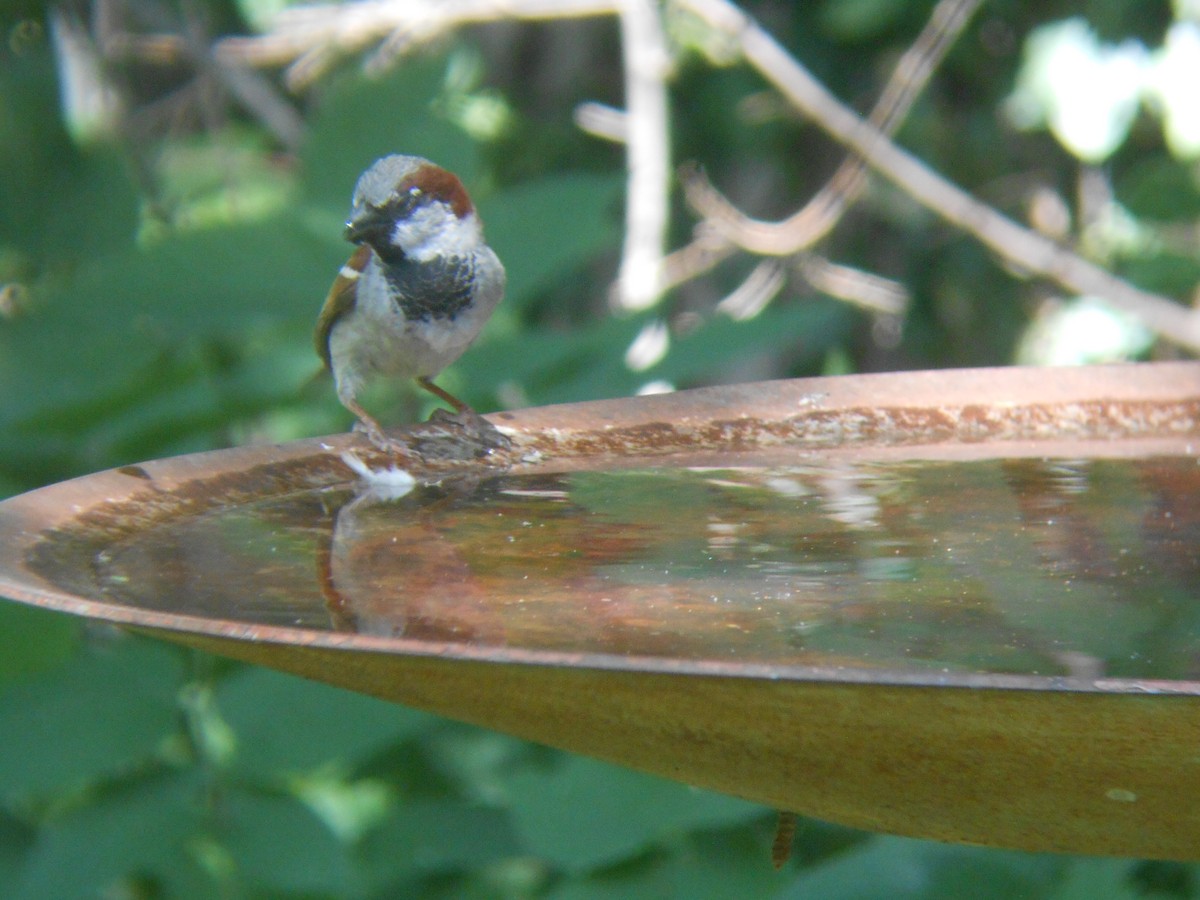 House Sparrow - ML102371291