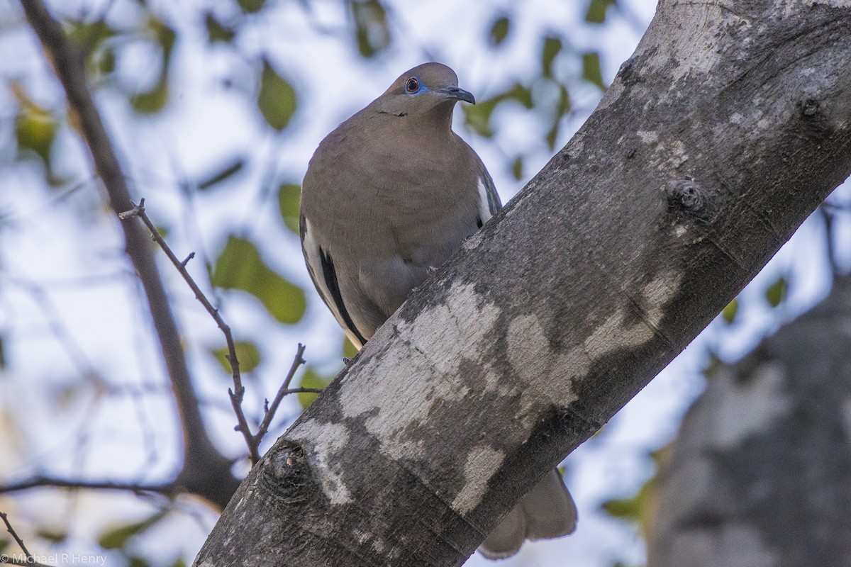 White-winged Dove - ML102374231