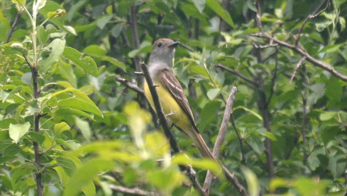 Great Crested Flycatcher - ML102375821