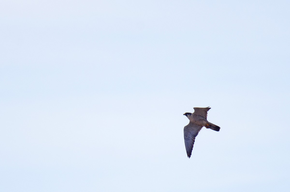 Peregrine Falcon - ML102375891