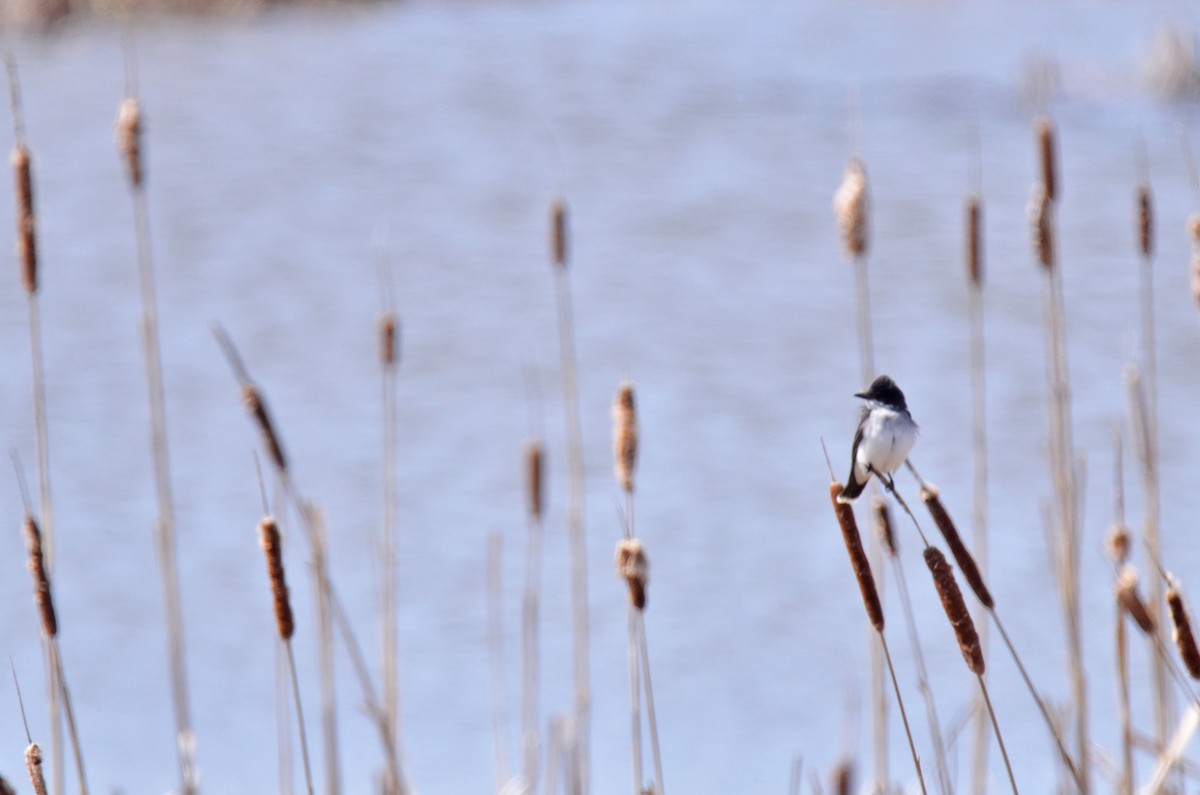 Schieferrücken-Königstyrann - ML102376701